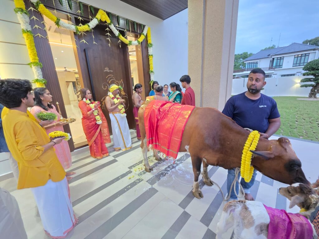 When a cow walks into a new home